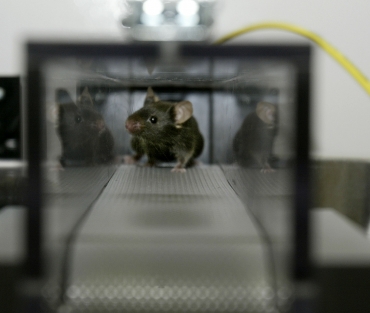 Genmanipulation blir framtidens rasism