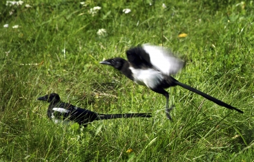 Kan djuren hantera klimatflyktingar?