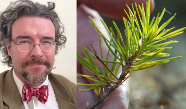 ”Sveaskogs volymmål tvingar fram avverkning av unga skogar” 