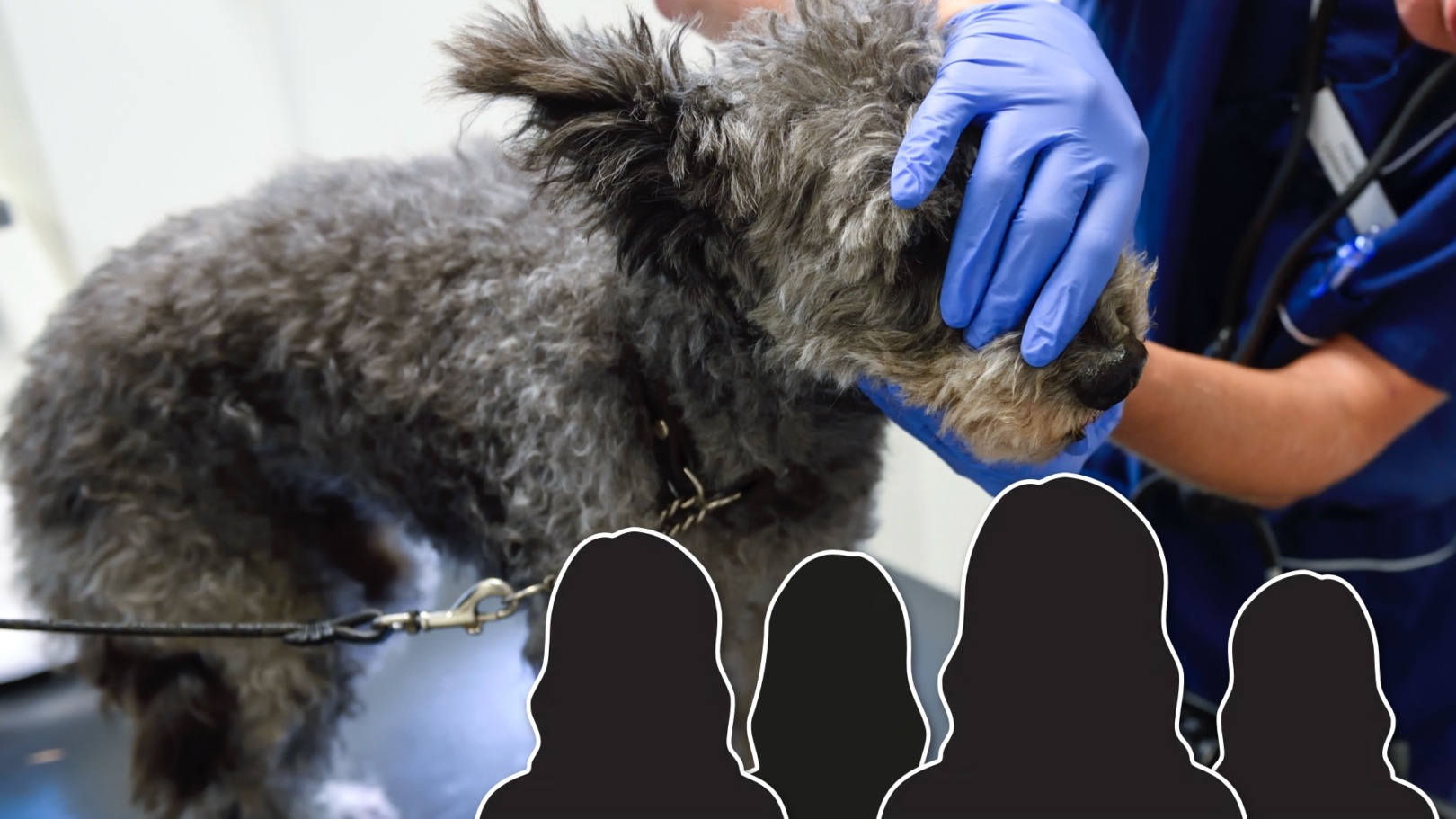 Veterinärförbundets extrafullmäktige bytte ut ledarskiktet Veterinärförbundets extrafullmäktige bytte ut ledarskiktet