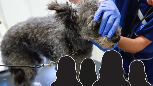 Veterinärförbundets extrafullmäktige bytte ut ledarskiktet