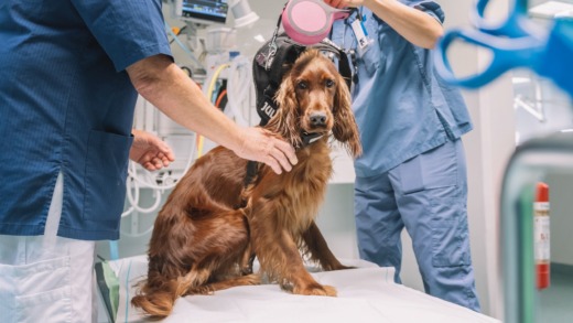 Rebeller hotar avsätta Veterinärförbundets styrelse